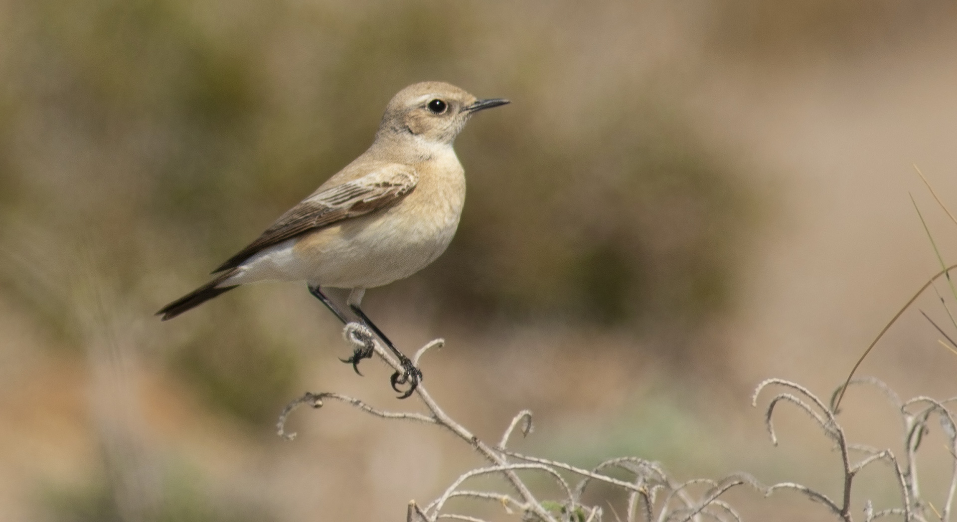 Desert Wheatear